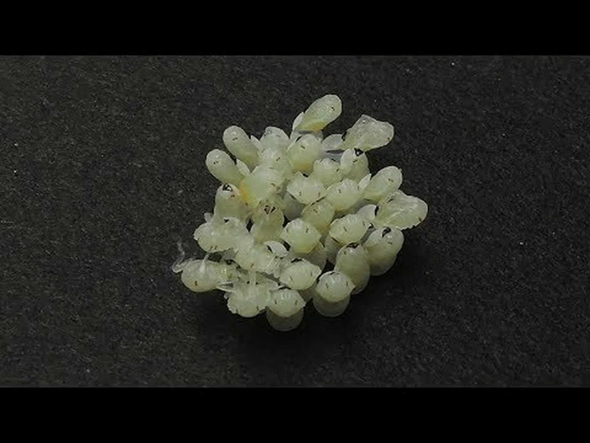 迅速な孵化で害虫から卵を守る 迅速な孵化で害虫から卵を守る