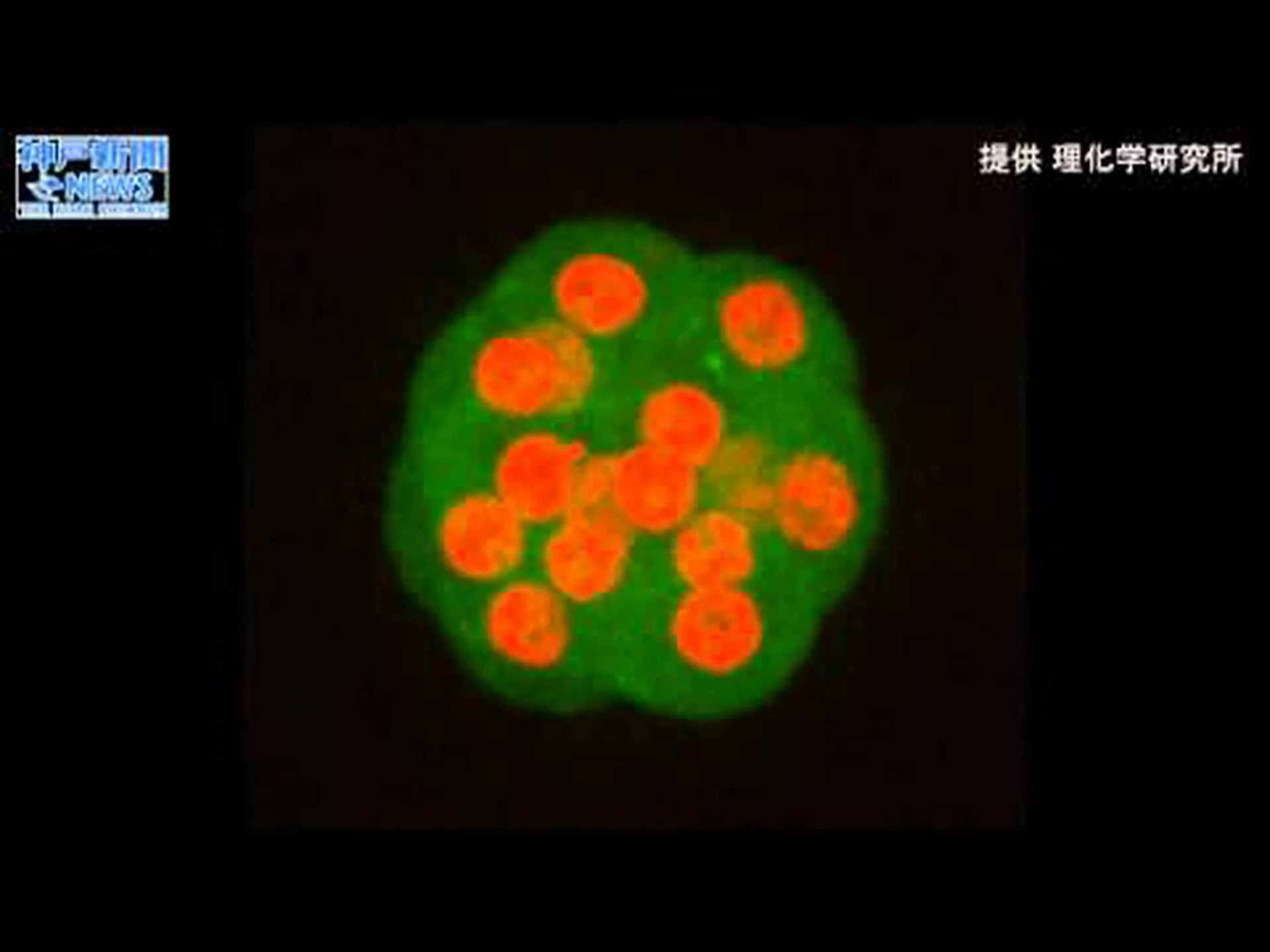 死んだ胚のクローン?新しい幹細胞源? 死んだ胚のクローン?新しい幹細胞源?