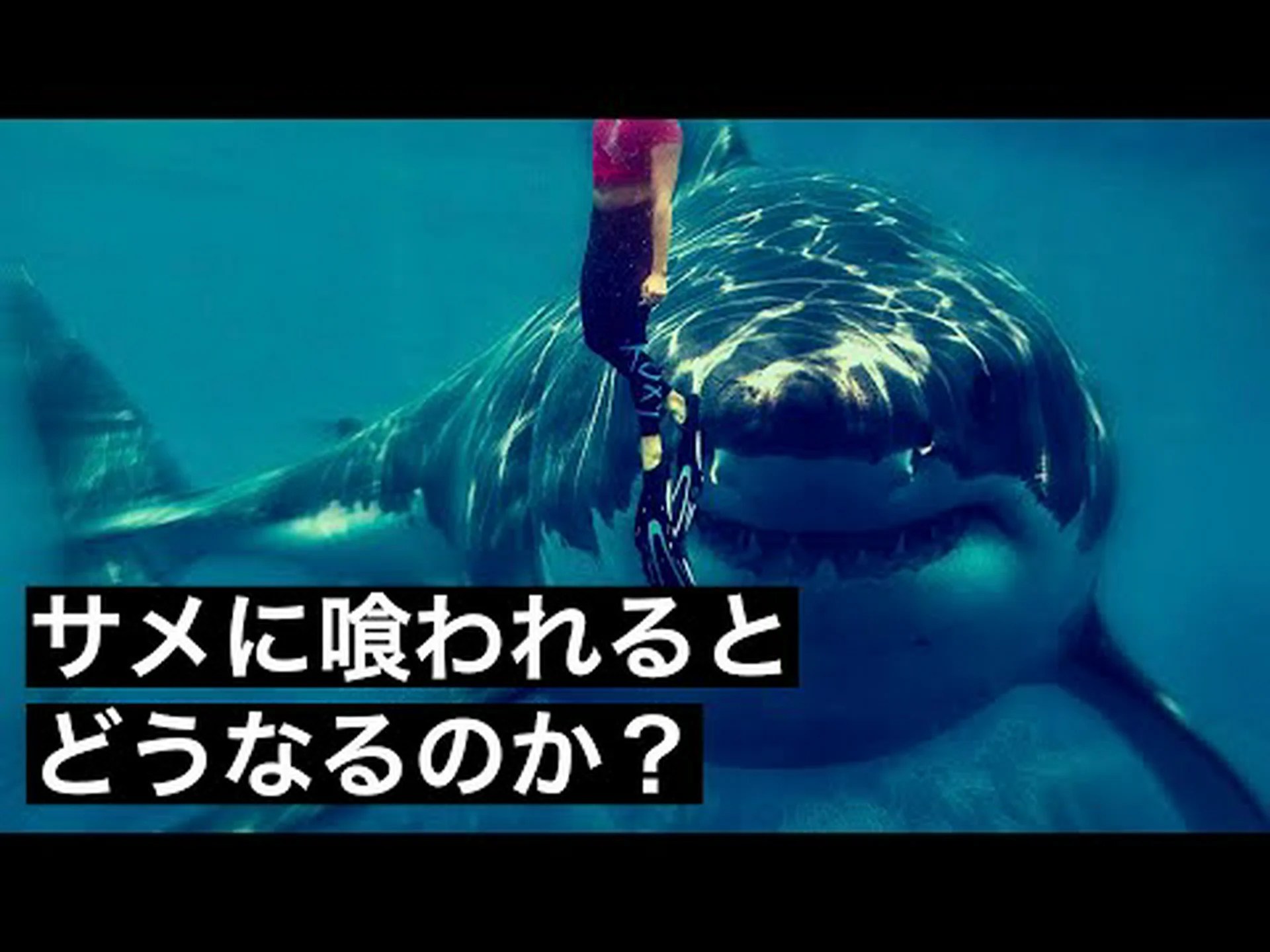 なぜサメの消滅がムール貝を脅かすのか なぜサメの消滅がムール貝を脅かすのか