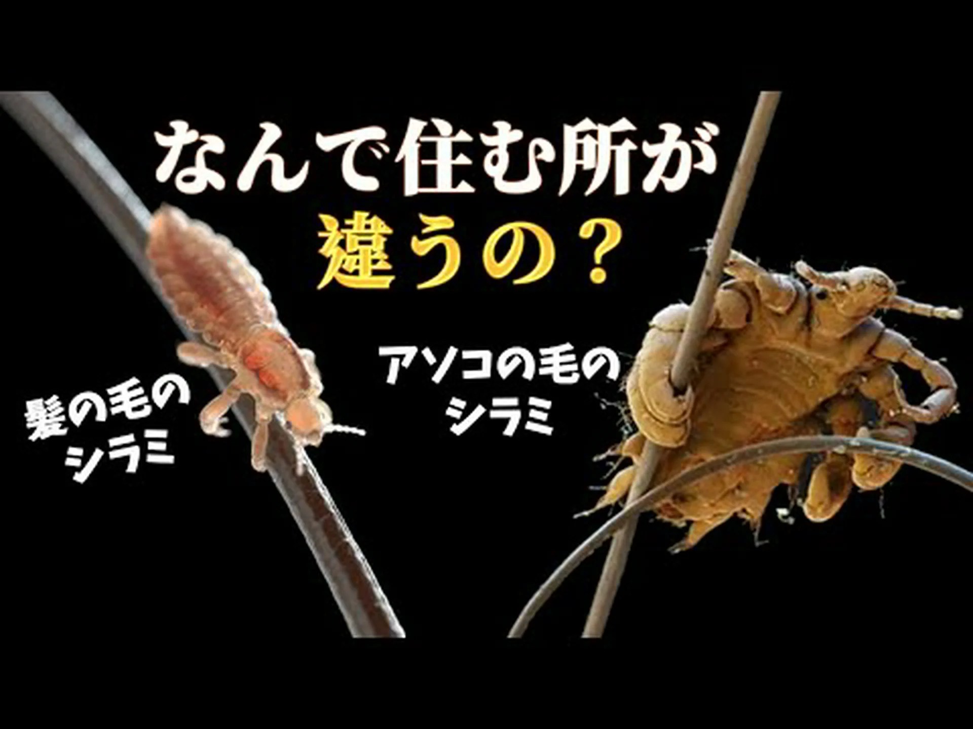 シラミはどのようにして私たちのところに来たのか シラミはどのようにして私たちのところに来たのか