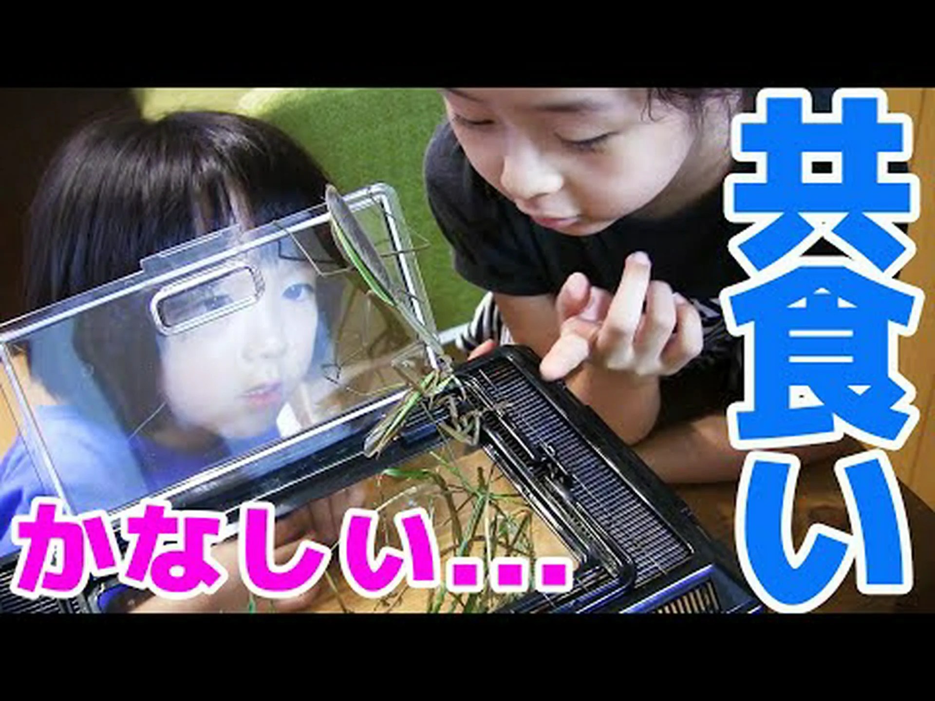 トノサマバッタの共食いも視野に トノサマバッタの共食いも視野に