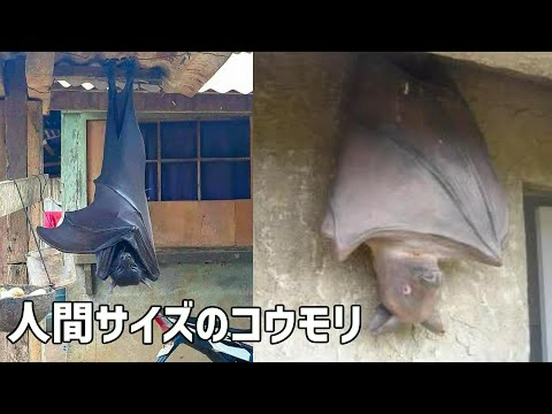 世界最大のオオコウモリのコロニー 世界最大のオオコウモリのコロニー