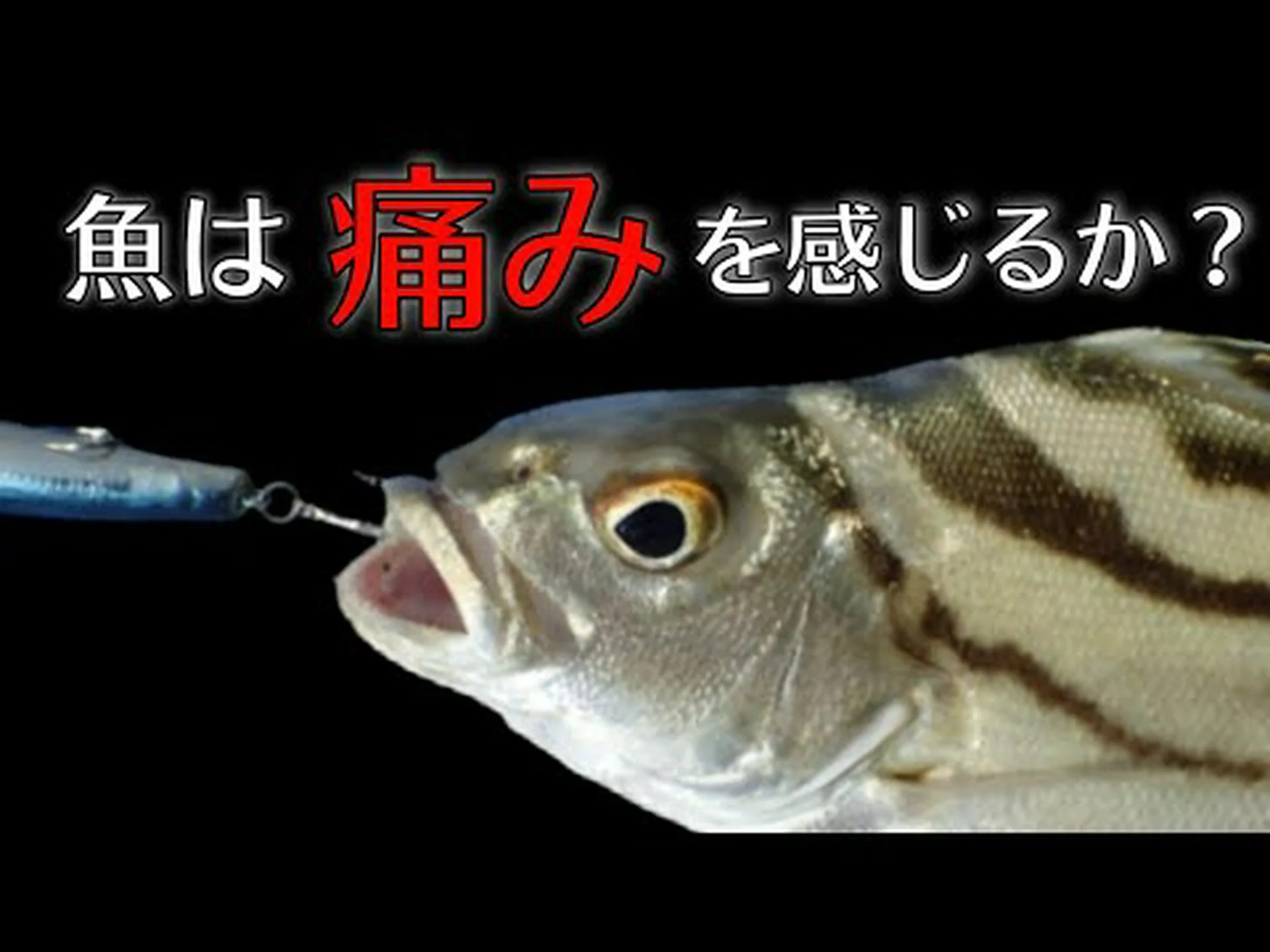 魚も痛みを感じます 魚も痛みを感じます