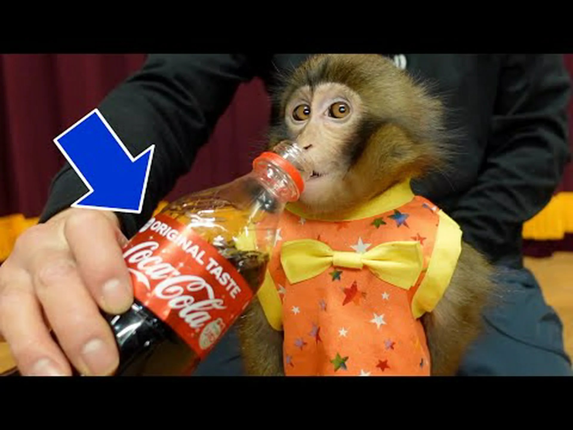 サルがコーラを飲むとき サルがコーラを飲むとき