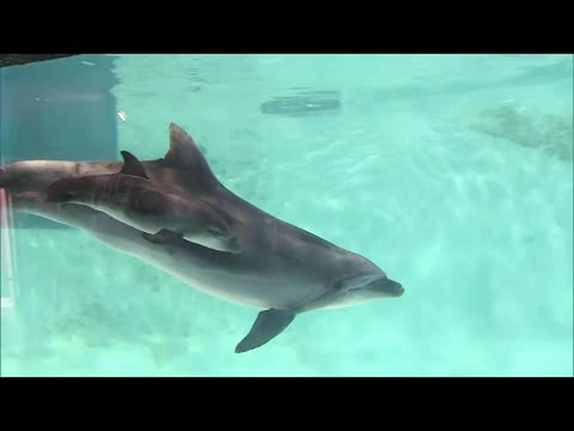 母親イルカの後を泳ぐ赤ちゃんイルカ 母親イルカの後を泳ぐ赤ちゃんイルカ