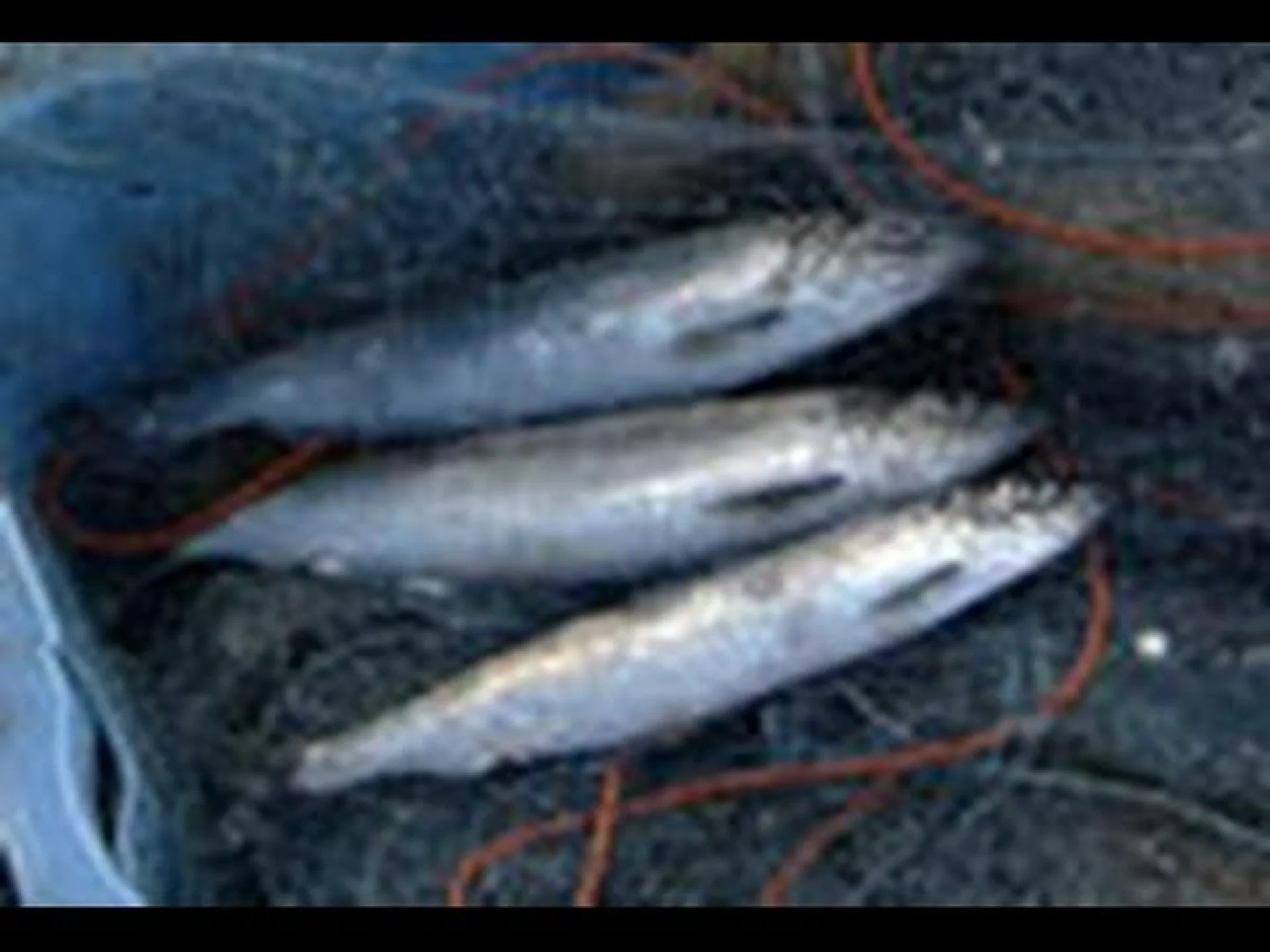 500年前のニシン資源の崩壊 500年前のニシン資源の崩壊