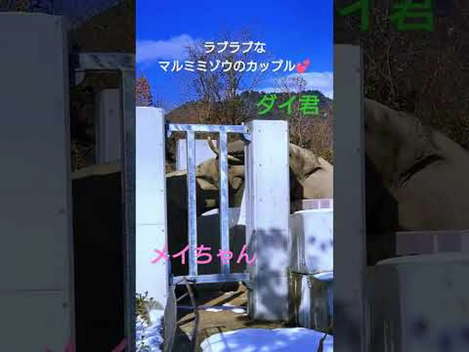 マルミミゾウはゆっくりと生きる マルミミゾウはゆっくりと生きる