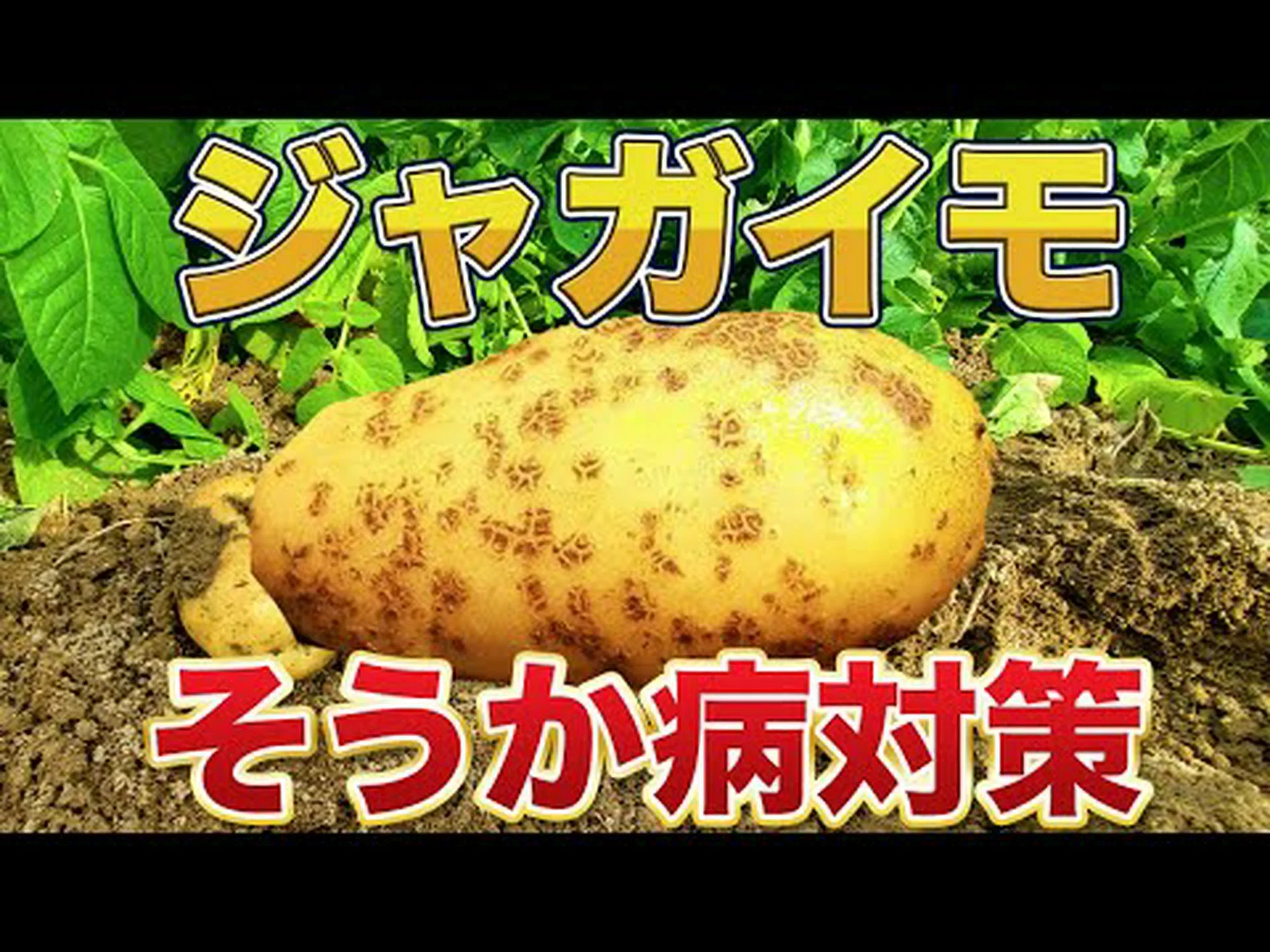 カニの殻でジャガイモが害虫に強くなる カニの殻でジャガイモが害虫に強くなる