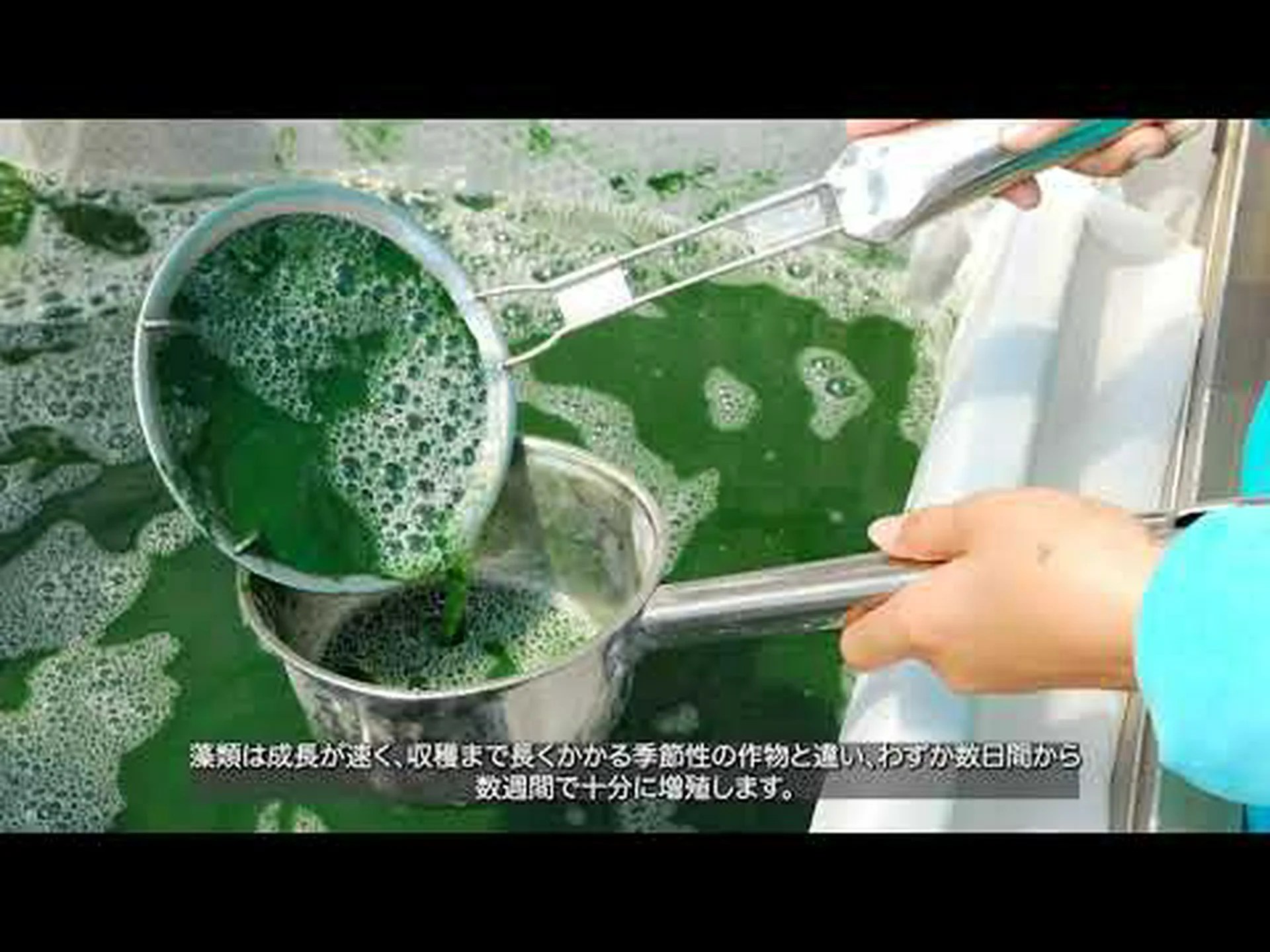 藻類バイオリアクター 藻類バイオリアクター