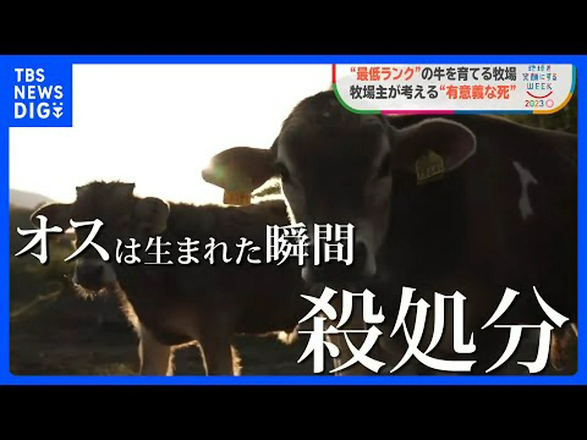 屠殺された牛の遺伝物質を持って生まれたクローン子牛 屠殺された牛の遺伝物質を持って生まれたクローン子牛