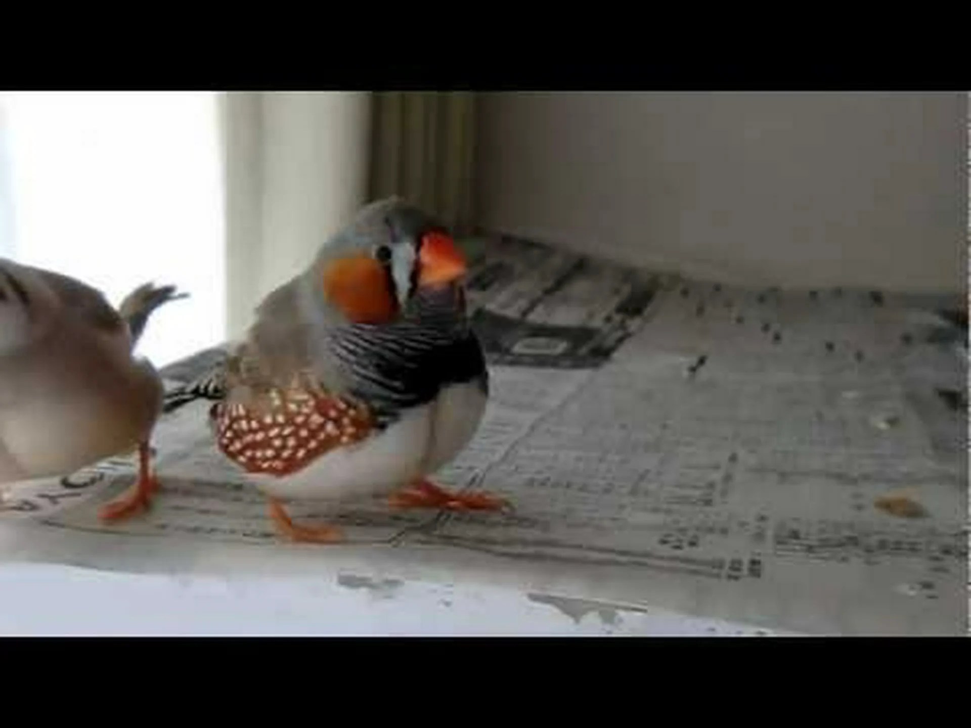 キンカチョウとの歌のレッスン キンカチョウとの歌のレッスン