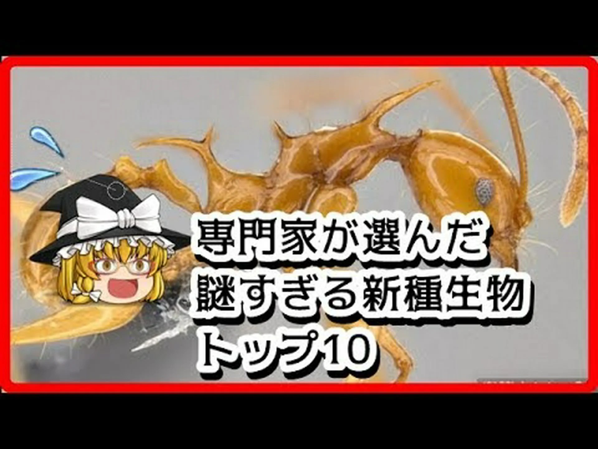 2016 年の新種トップ 10 2016 年の新種トップ 10