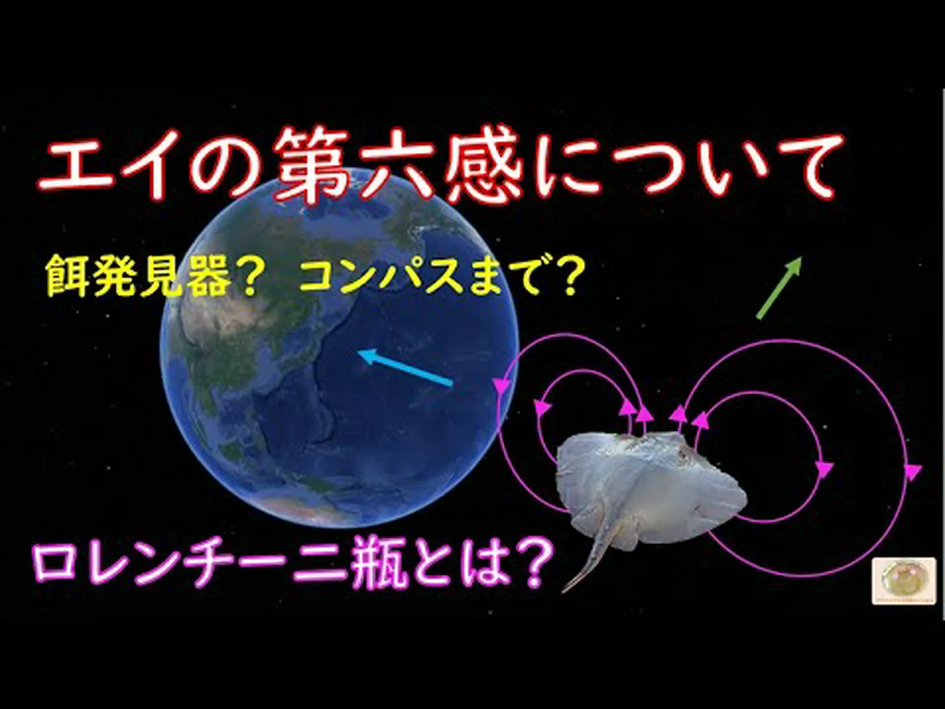 サメの第六感について サメの第六感について
