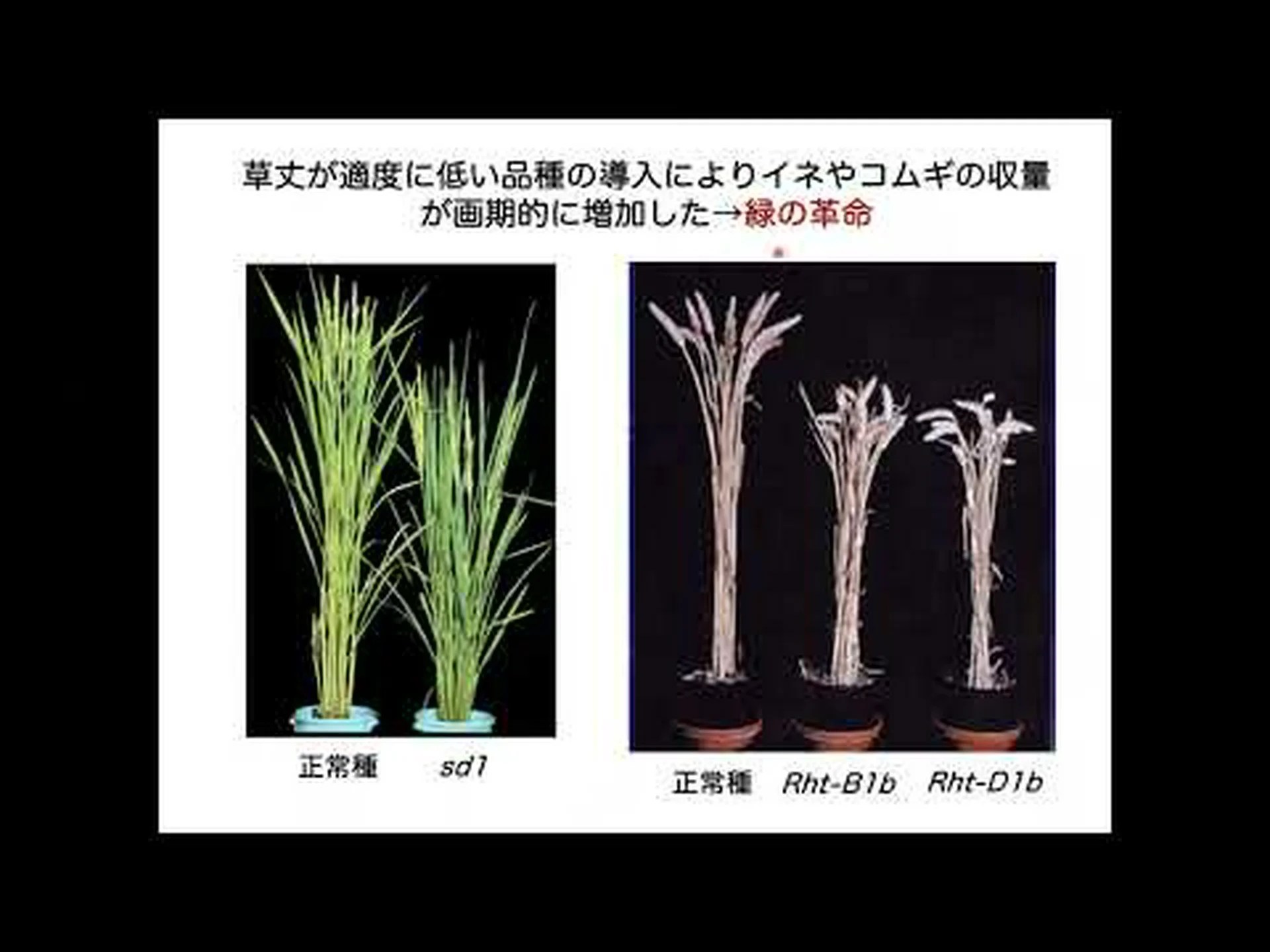 化学者は触媒を分子レベルで改良する 化学者は触媒を分子レベルで改良する