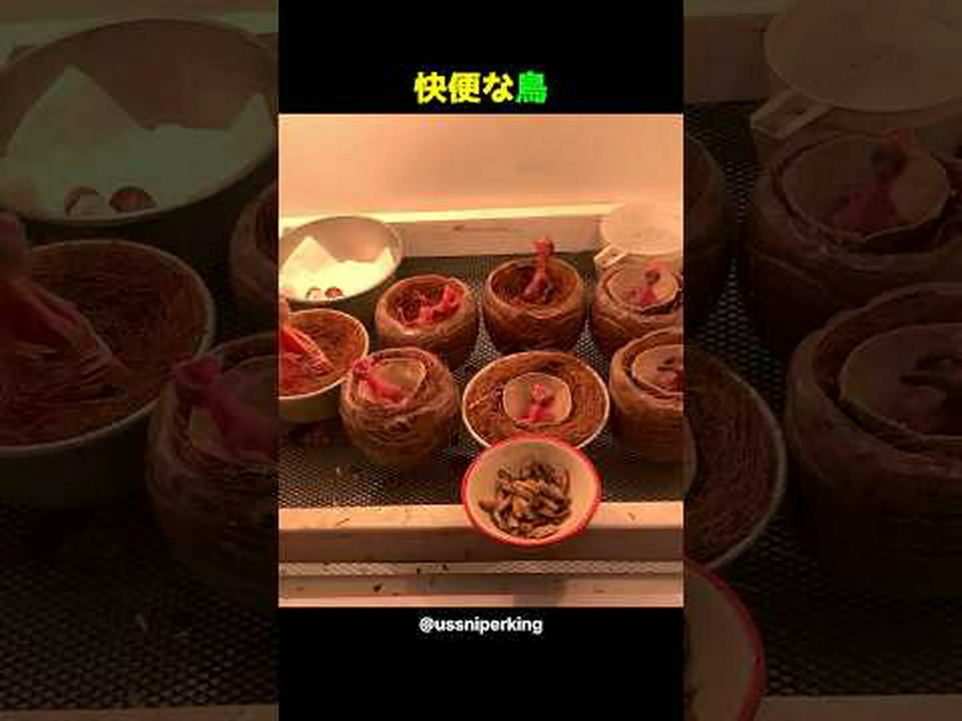 ホエザルの糞が鳥の楽園を作る ホエザルの糞が鳥の楽園を作る