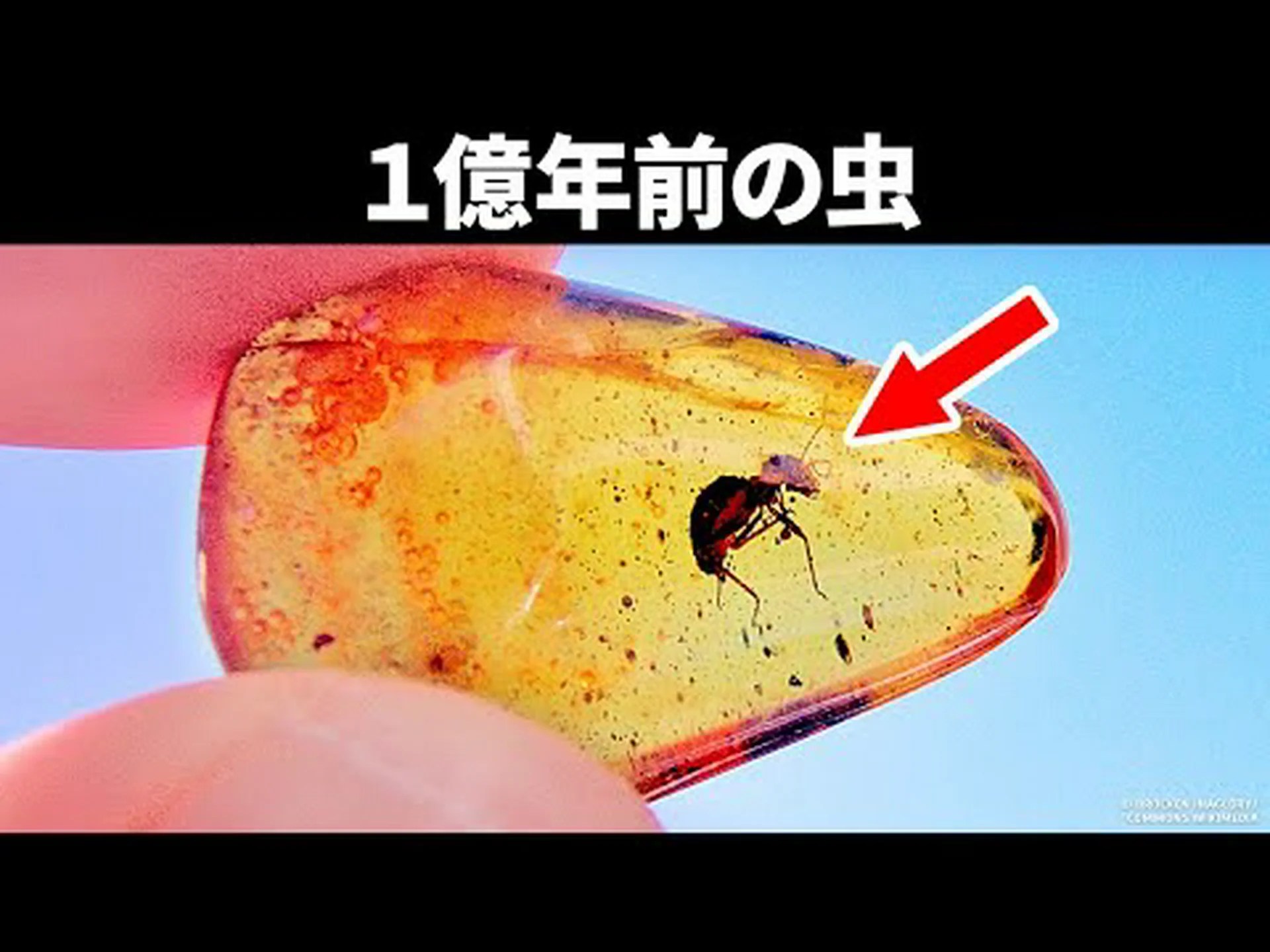 琥珀の中でアメンボ発見 琥珀の中でアメンボ発見