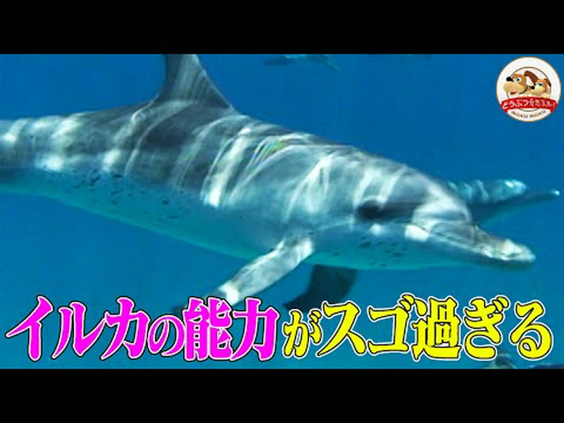 イルカはクリック音で獲物を気絶させます イルカはクリック音で獲物を気絶させます