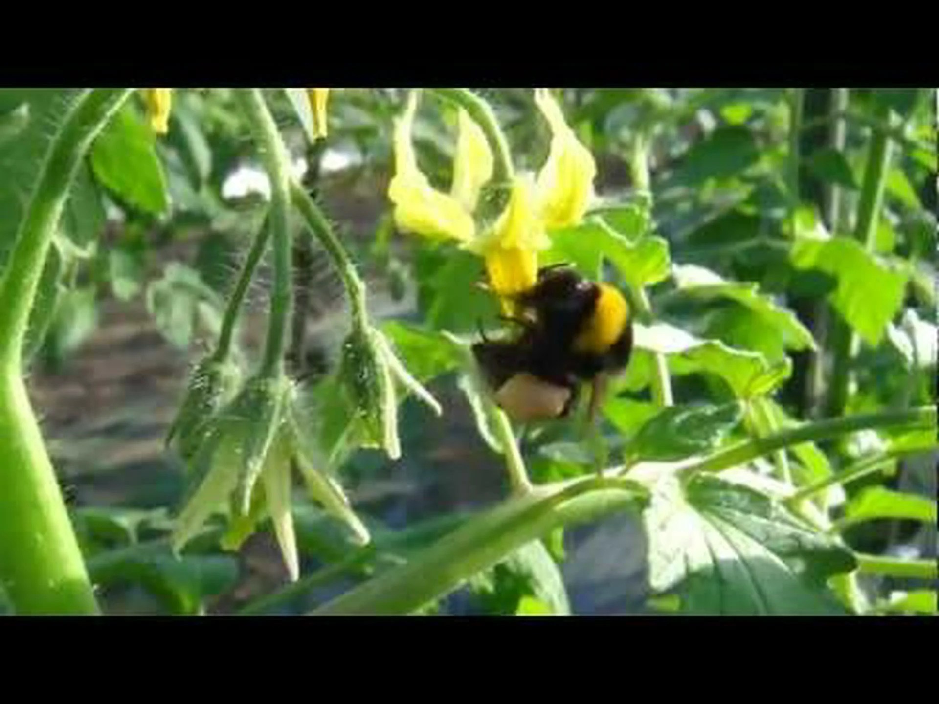 海外からやって来た、忙しそうなマルハナバチたち 海外からやって来た、忙しそうなマルハナバチたち