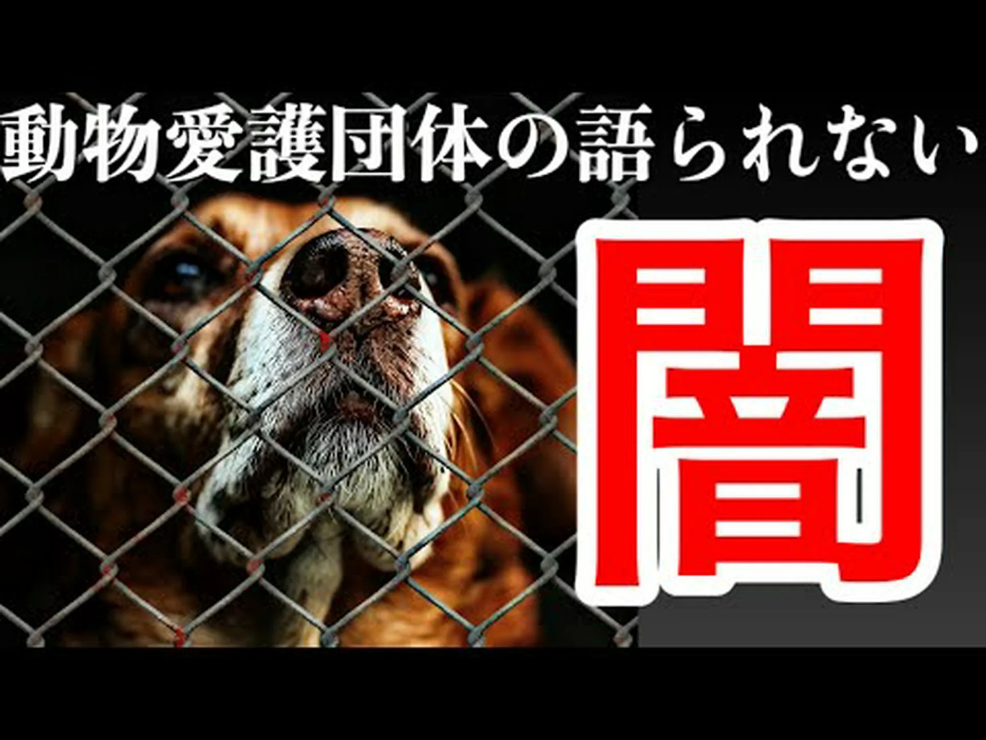 動物愛護ラベル: お金と道徳の間 動物愛護ラベル: お金と道徳の間