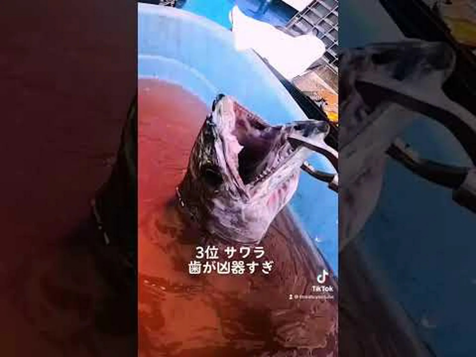 危険なルアーの提供 危険なルアーの提供