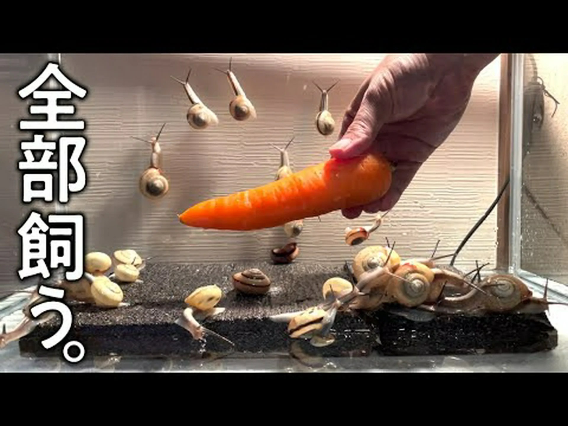 小さな生き物の飼育:数十個の新たなマイクロカタツムリを発見 小さな生き物の飼育:数十個の新たなマイクロカタツムリを発見