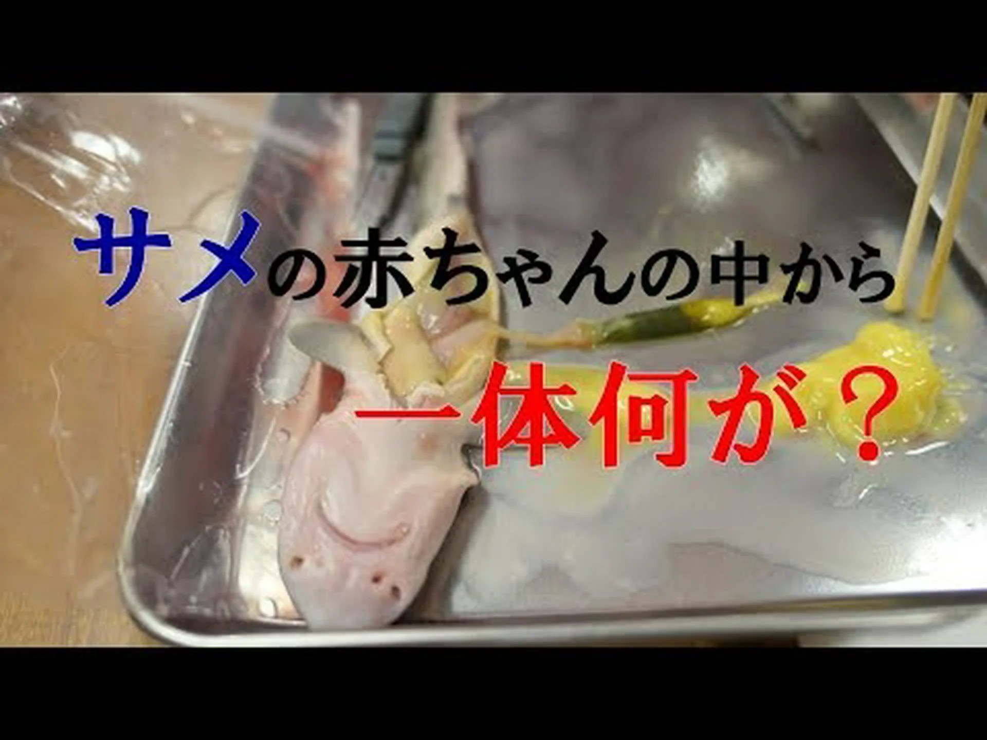 サメはどのようにして子供を産むのか サメはどのようにして子供を産むのか