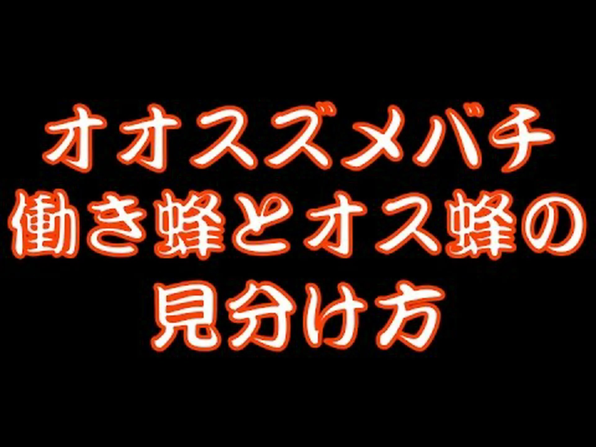 オスとメスのミツバチの見分け方 オスとメスのミツバチの見分け方