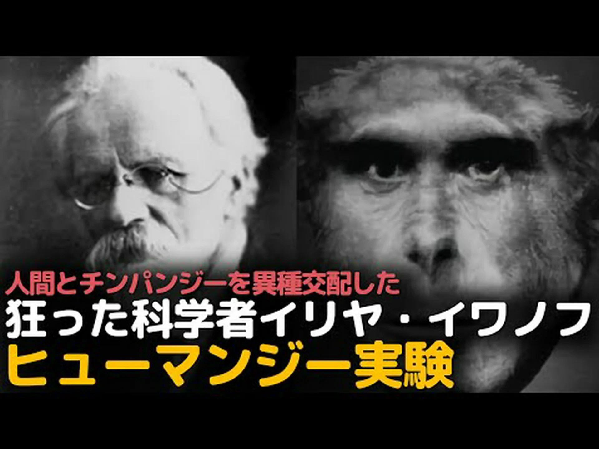 人間とチンパンジーの違いは何ですか 人間とチンパンジーの違いは何ですか
