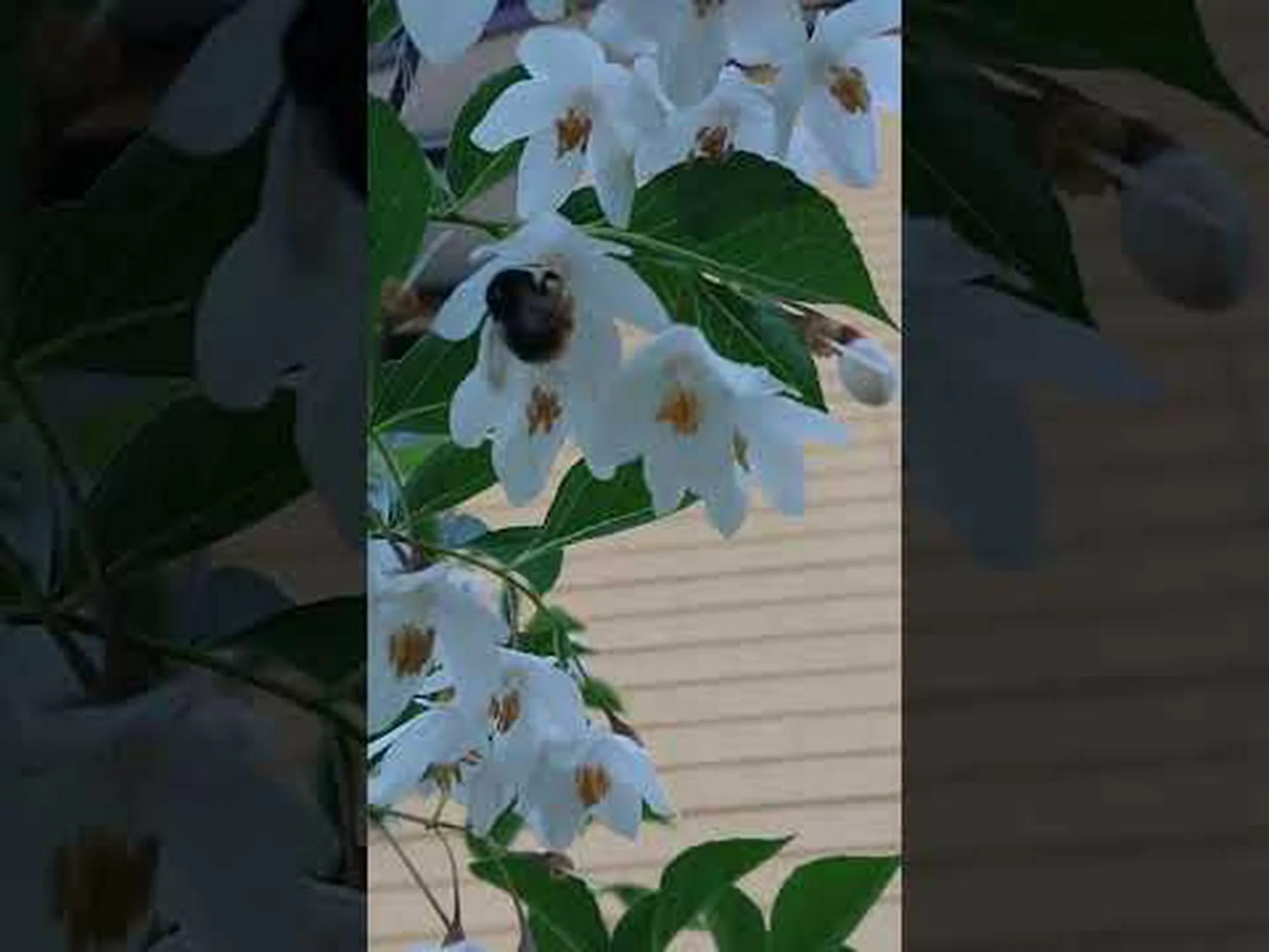 ウイルスは感染した植物にマルハナバチを引き寄せる ウイルスは感染した植物にマルハナバチを引き寄せる