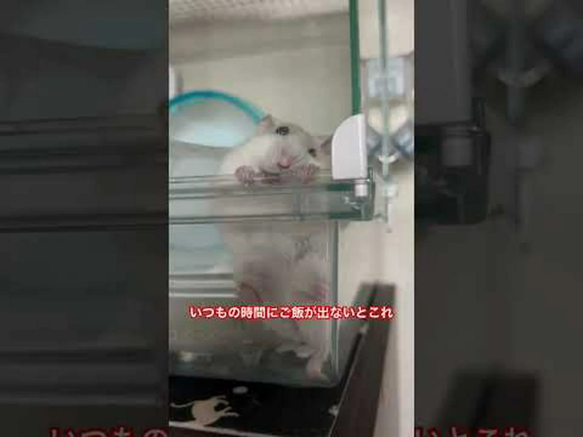 祖国に忠実なげっ歯類 祖国に忠実なげっ歯類