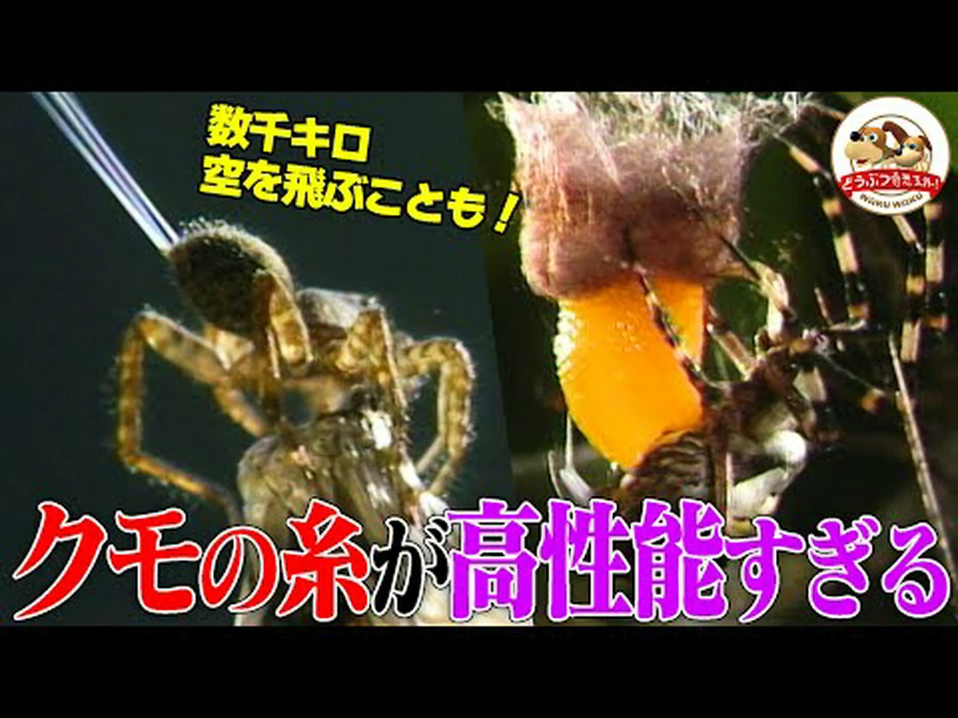 蜘蛛の糸の秘密 蜘蛛の糸の秘密