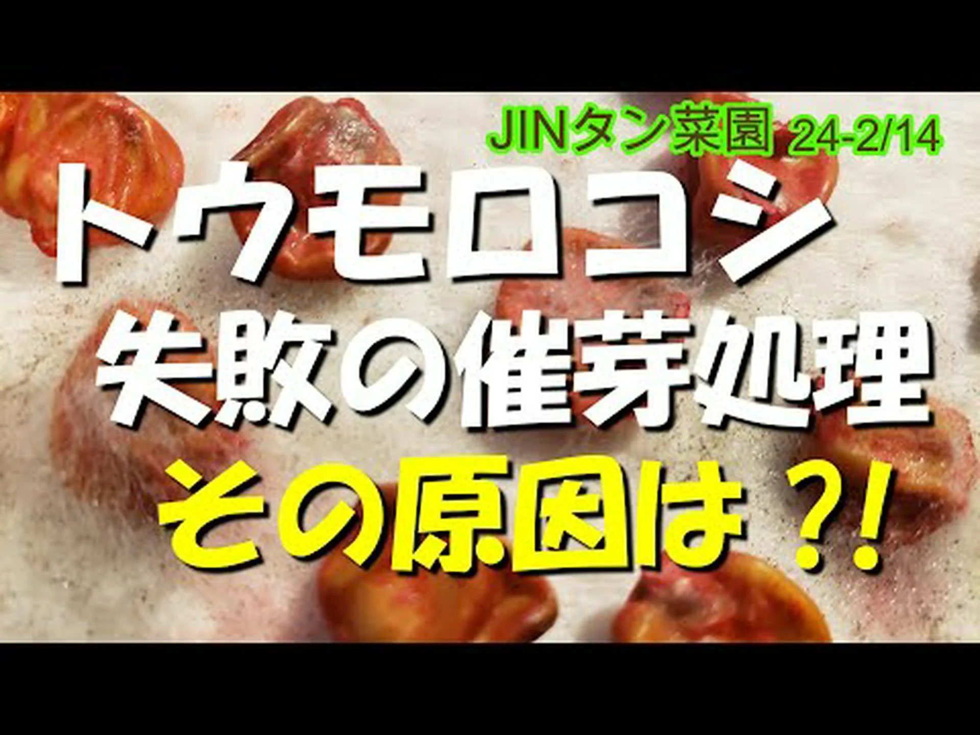 GMトウモロコシの承認が停止される GMトウモロコシの承認が停止される