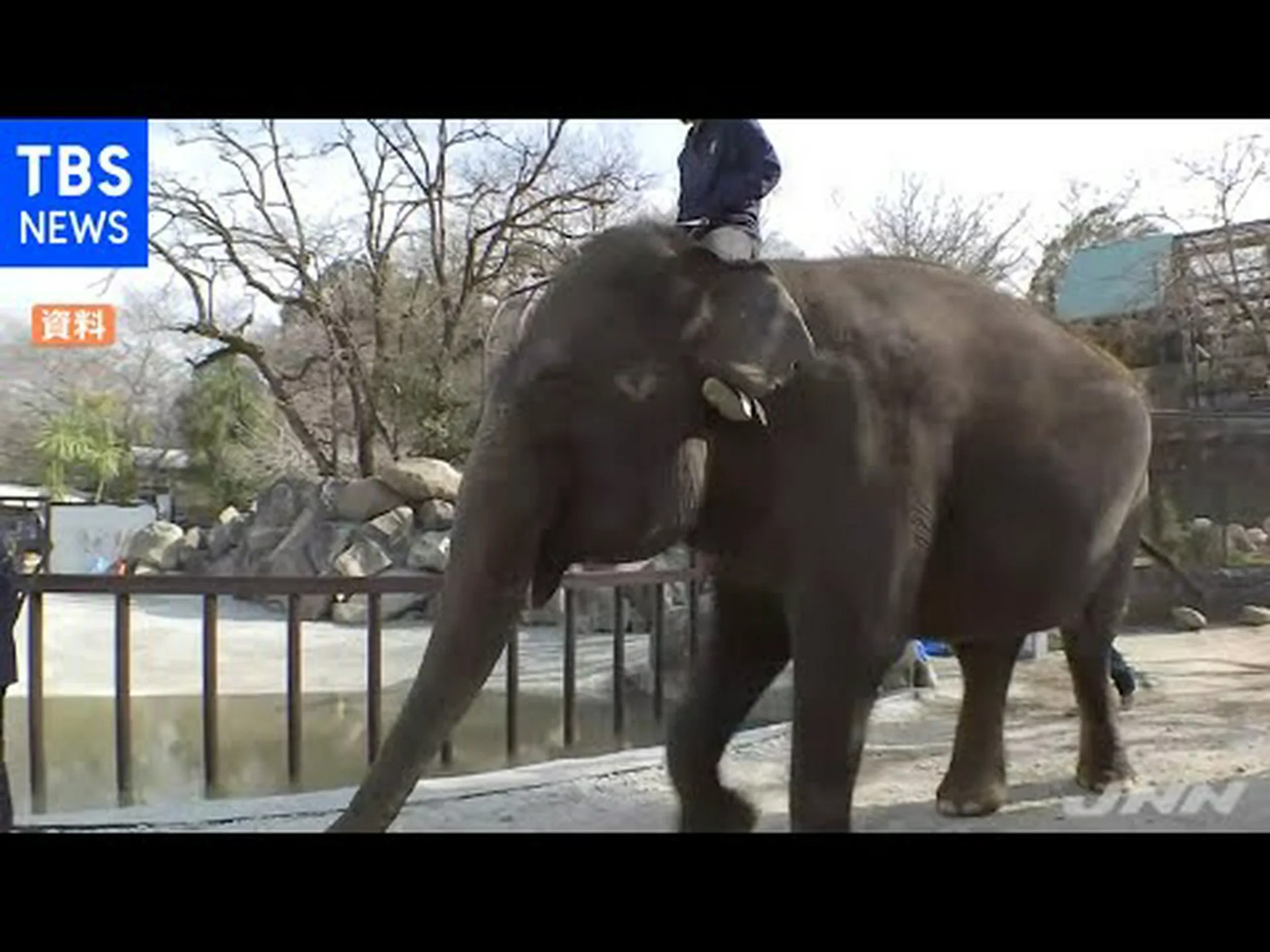 動物園のゾウの体調が悪い 動物園のゾウの体調が悪い