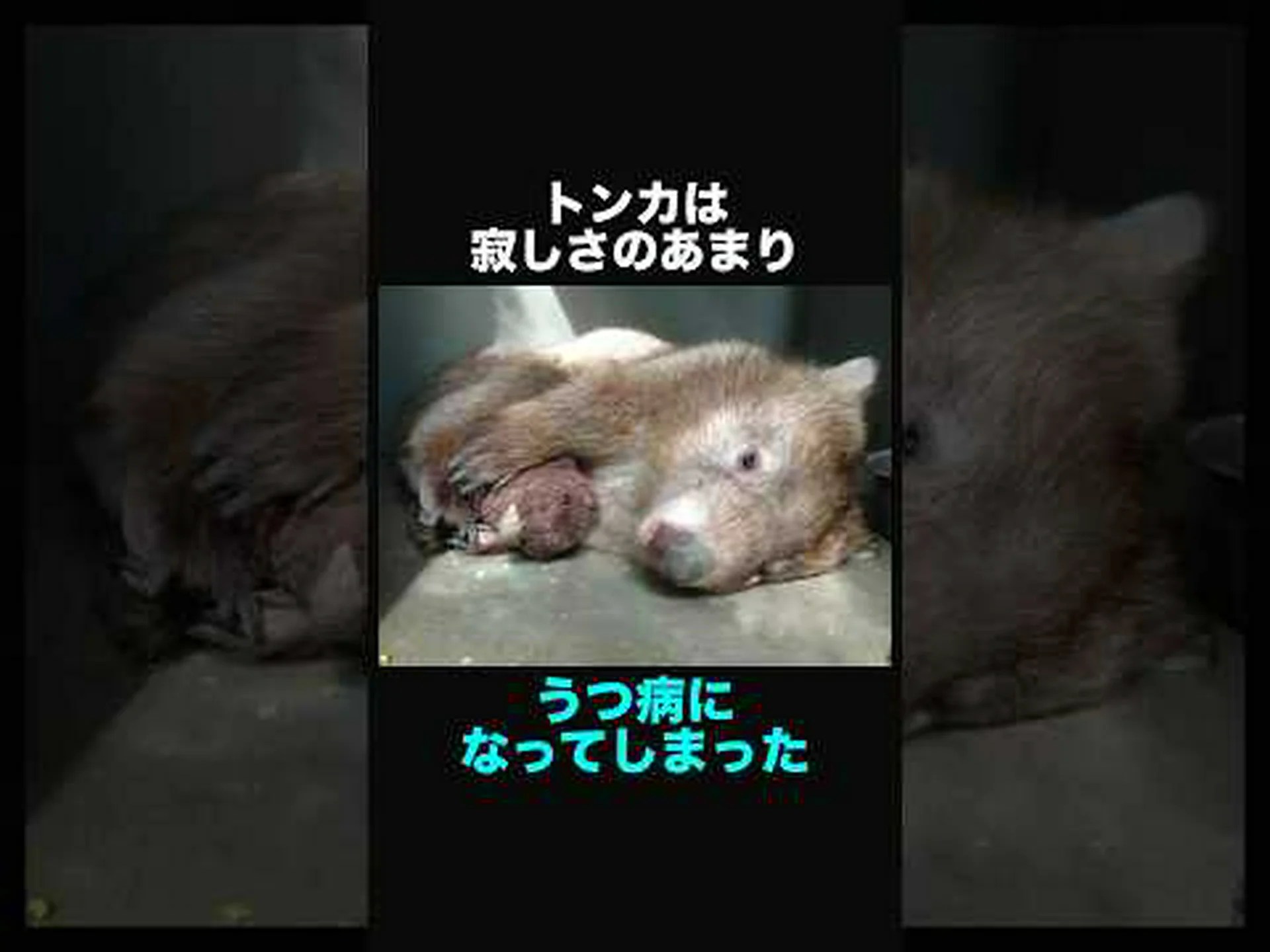 哺乳類のバイオマスのバランス 哺乳類のバイオマスのバランス