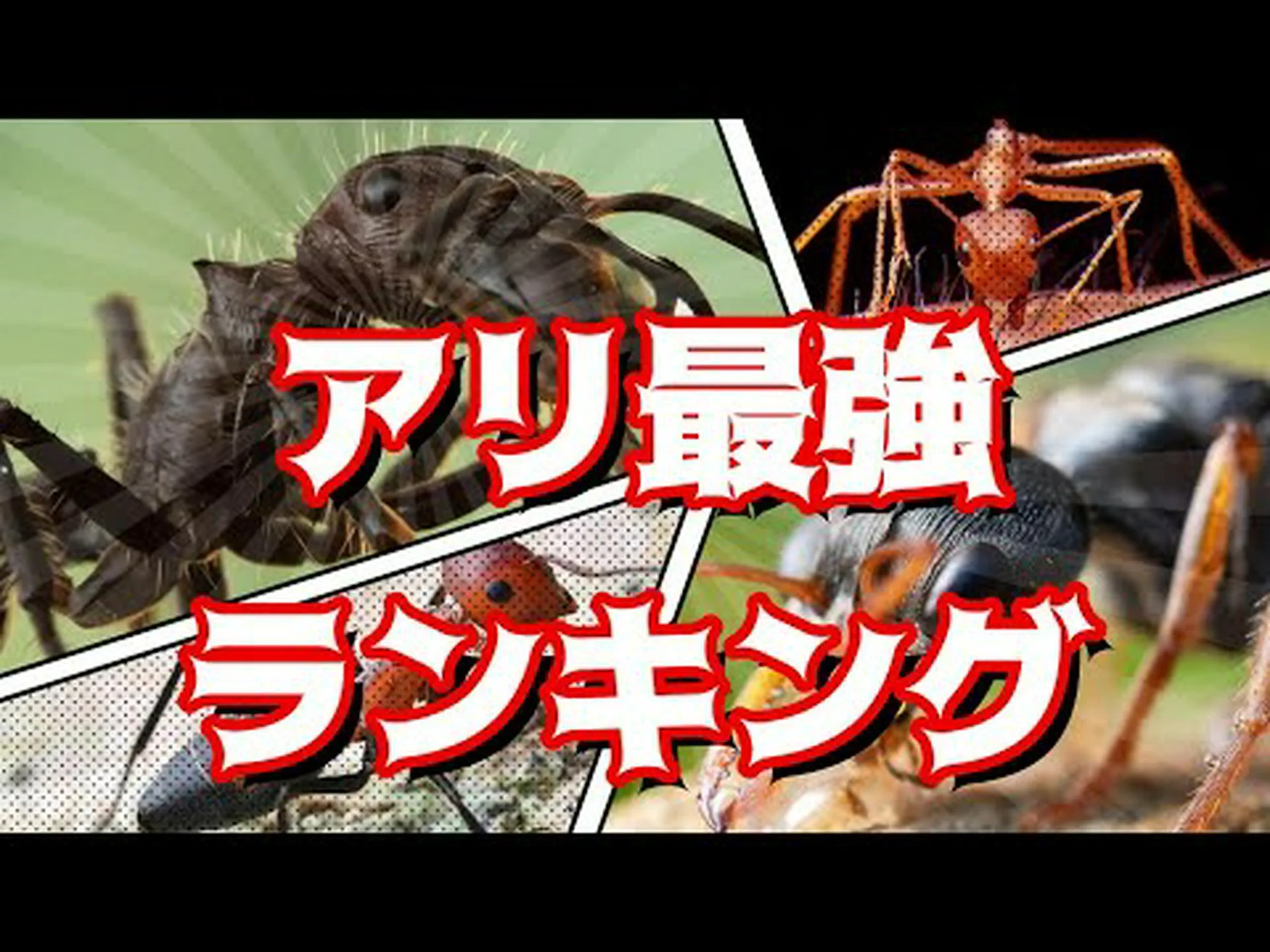 ヨーロッパに生息するアルゼンチンアリの平和な巨大コロニー ヨーロッパに生息するアルゼンチンアリの平和な巨大コロニー