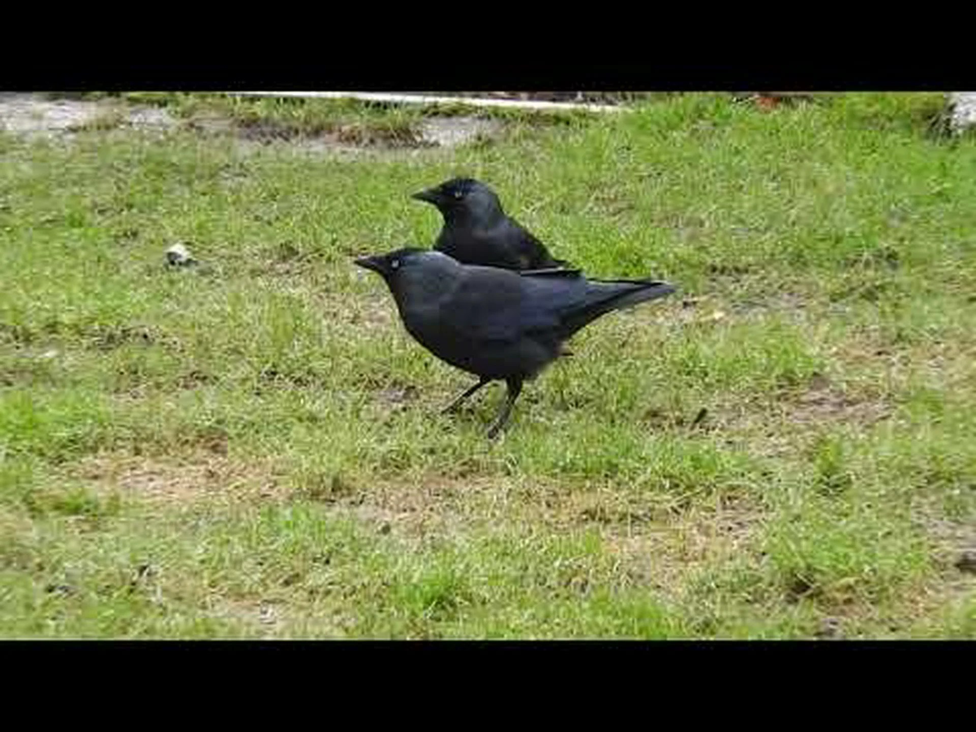 ニシコクマルガラスは人間のしぐさを感じ取ることができる ニシコクマルガラスは人間のしぐさを感じ取ることができる