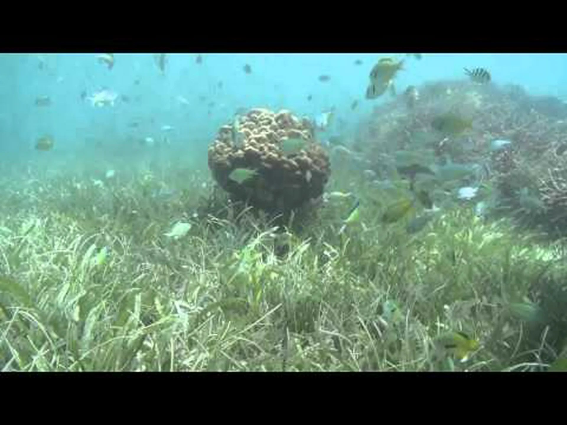 限界の海草草原 限界の海草草原
