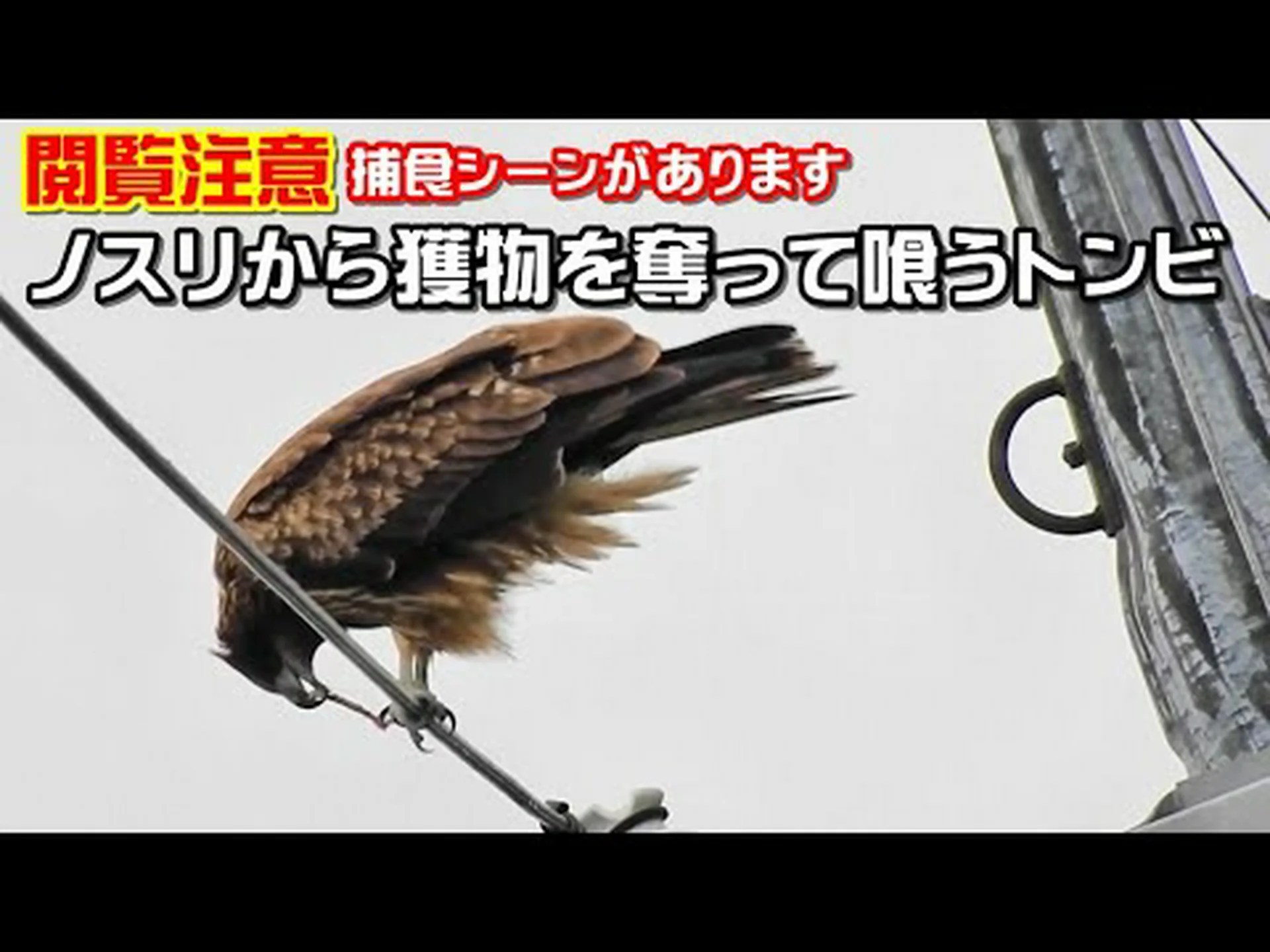 ノスリが群れから獲物を捕まえる仕組み ノスリが群れから獲物を捕まえる仕組み