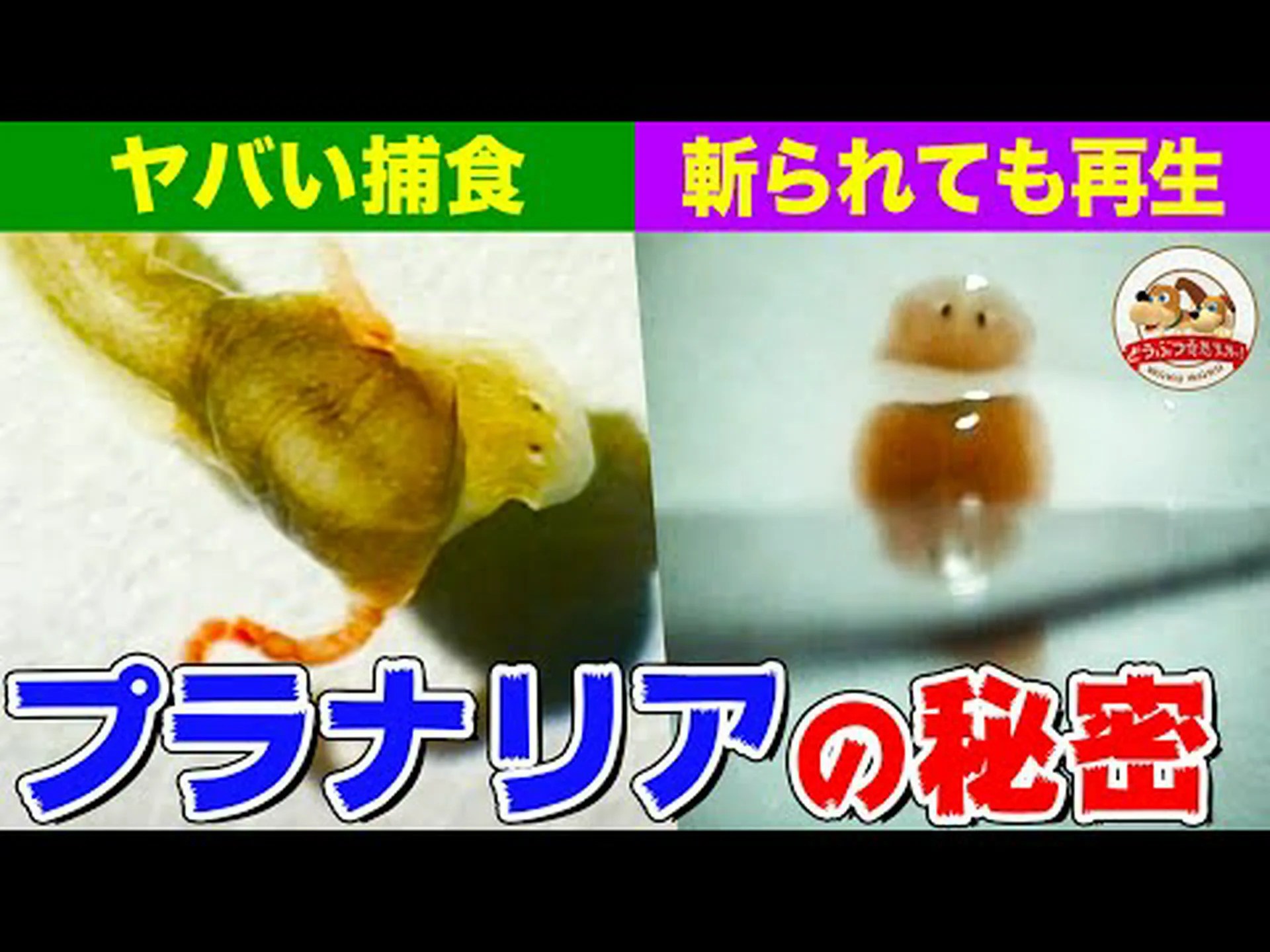 なぜ一部の動物は失われた体の部分が再生するのでしょうか? なぜ一部の動物は失われた体の部分が再生するのでしょうか?