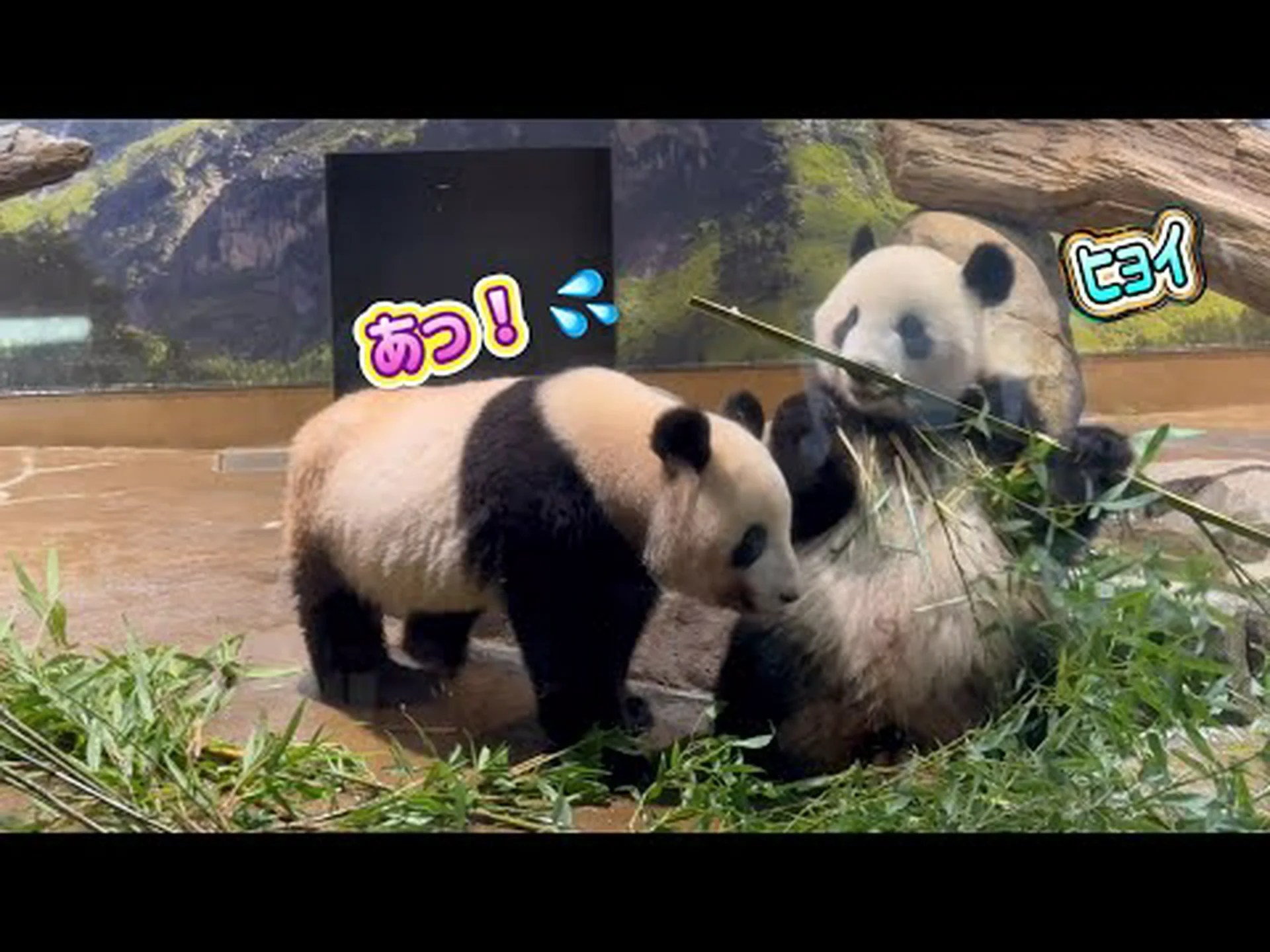 パンダはお互いの匂いを嗅ぎ分けることができるはずです - あるいは動物園でパンダをどのように繁殖させているのでしょうか?世界中に残るパンダはわずか1000頭 パンダはお互いの匂いを嗅ぎ分けることができるはずです - あるいは動物園でパンダをどのように繁殖させているのでしょうか?世界中に残るパンダはわずか1000頭