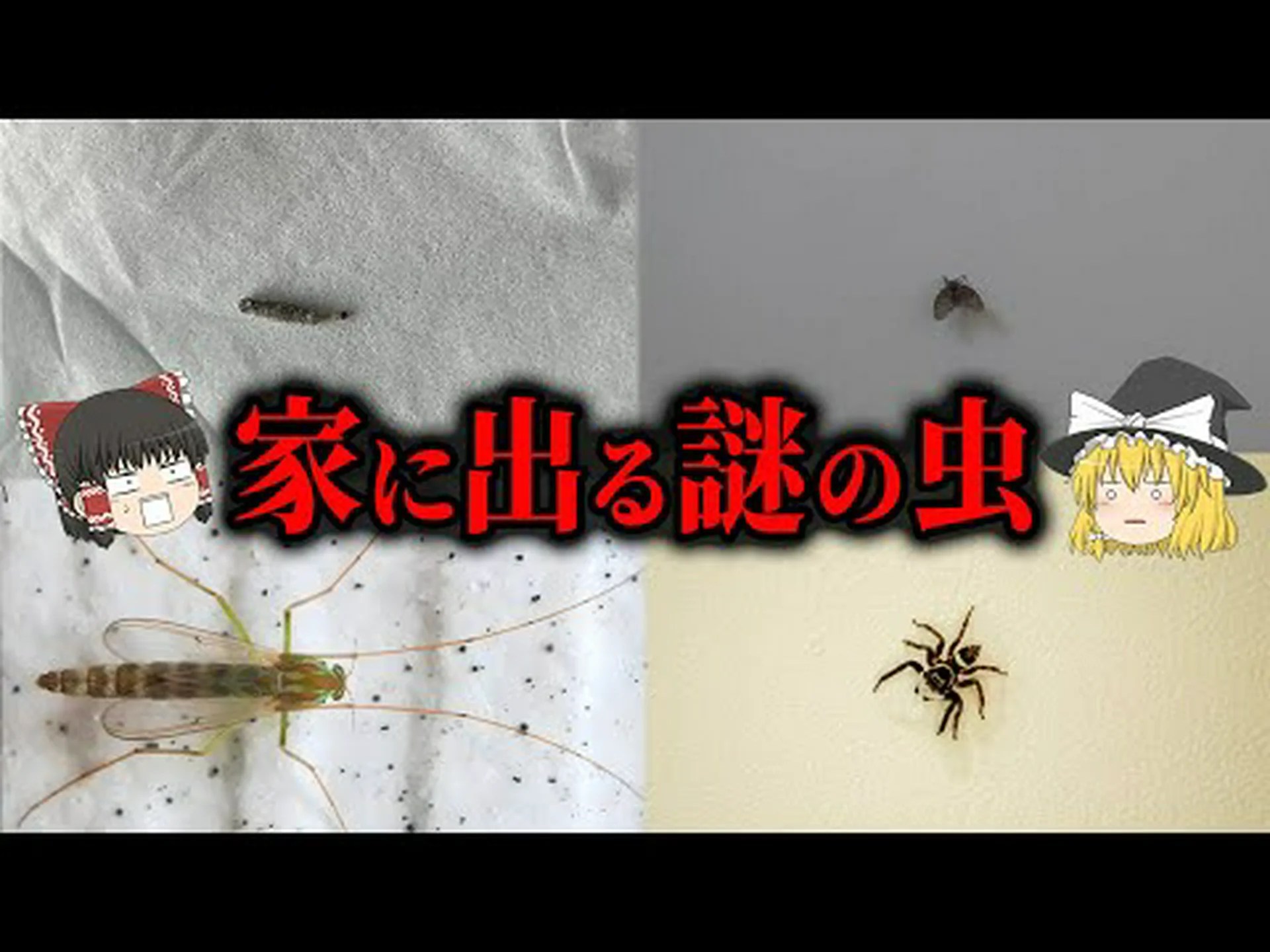 謎の虫石 謎の虫石