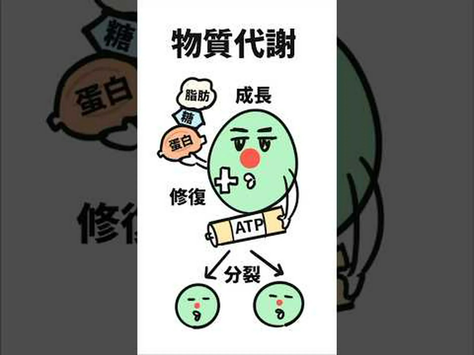 代謝は後回し 代謝は後回し