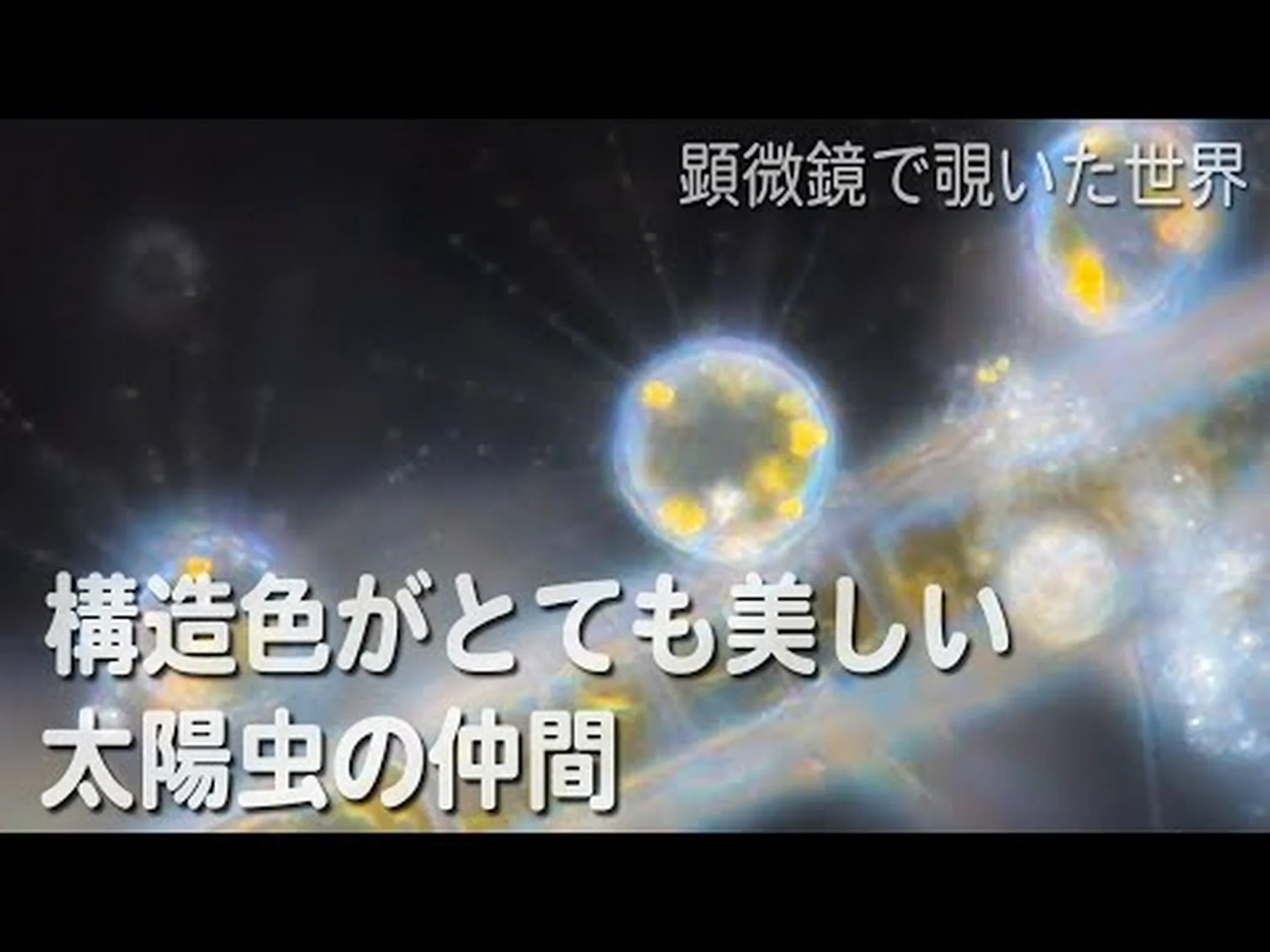 トゲグモの背中の色の模様が獲物を巣に引き寄せる トゲグモの背中の色の模様が獲物を巣に引き寄せる