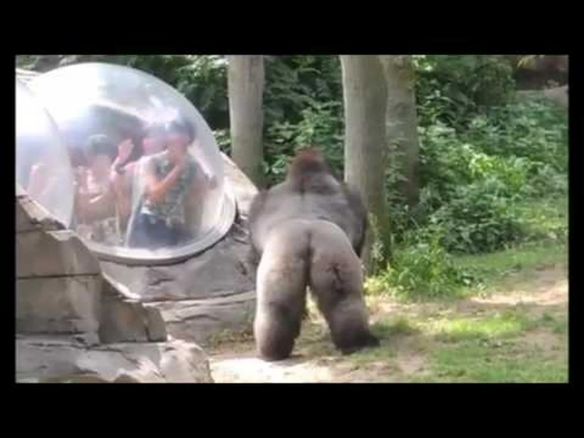 サルはどのようにして第3の腕を手に入れたのか サルはどのようにして第3の腕を手に入れたのか