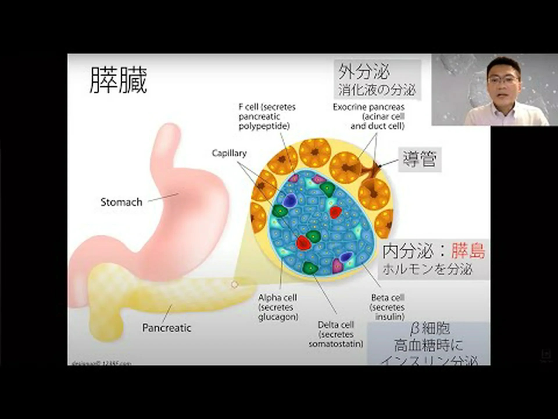 遺伝子工学者が肝細胞から膵臓を作成 遺伝子工学者が肝細胞から膵臓を作成