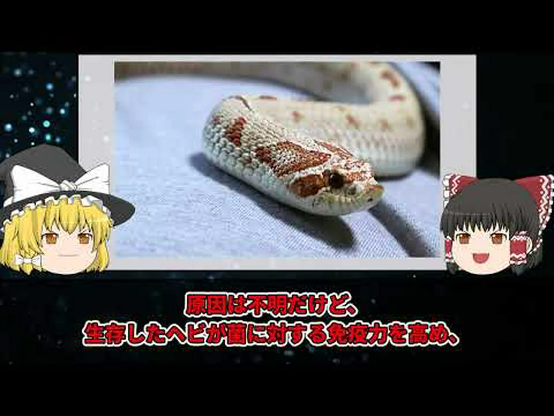 真菌性疾患がヘビを脅かす 真菌性疾患がヘビを脅かす