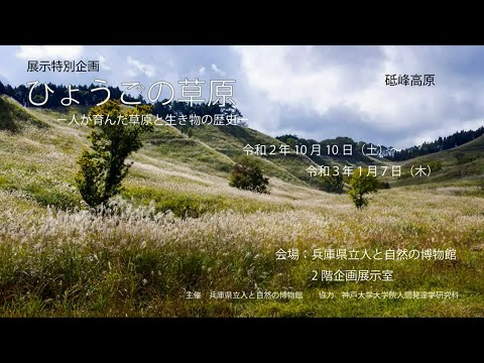 海草草原は「短い草原」になる 海草草原は「短い草原」になる