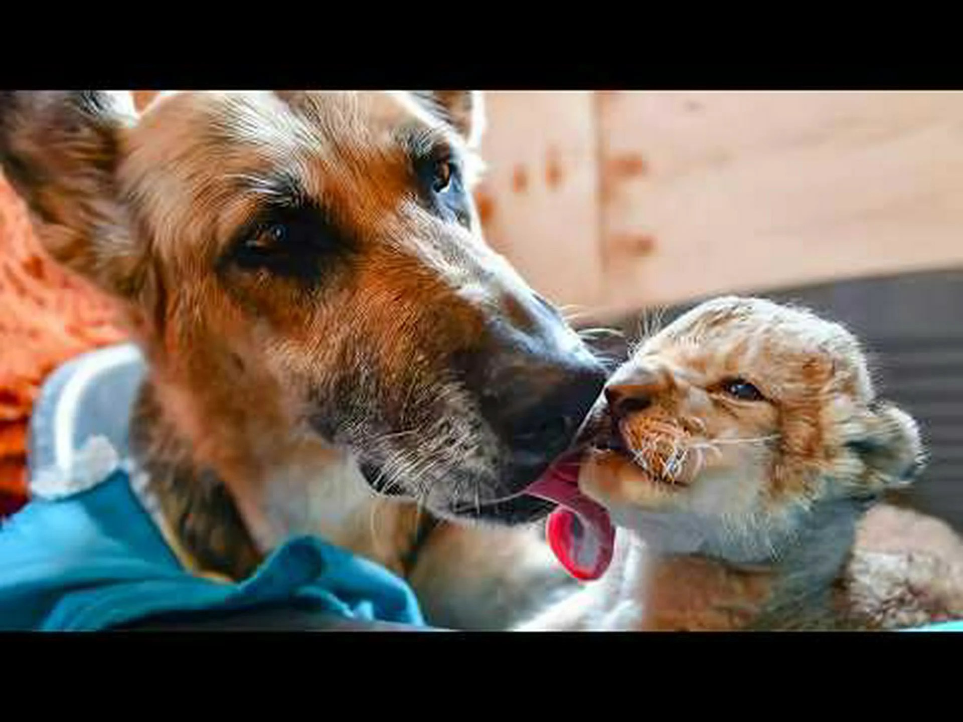 動物たちへの心 動物たちへの心