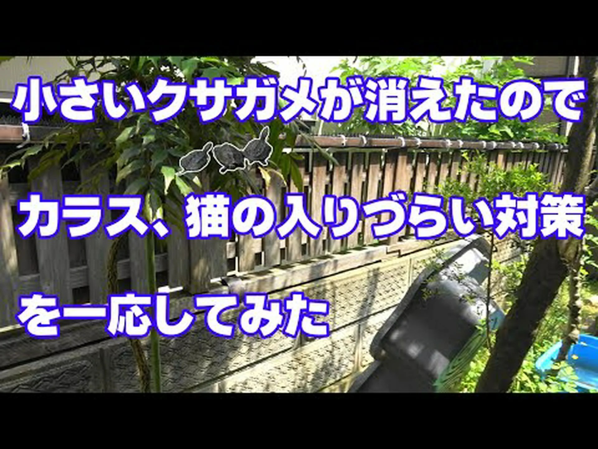 モジャウェ砂漠のカメはカラスの数の増加に苦しんでいます モジャウェ砂漠のカメはカラスの数の増加に苦しんでいます