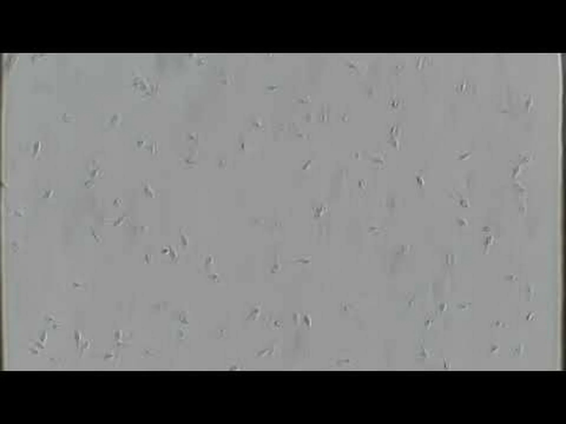 「位置記憶」を持つ精子 「位置記憶」を持つ精子